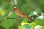 Calopteryx haemorrhoidalis femelle