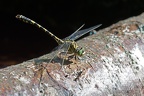 Onychogomphus forcipatus forcipatus