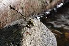 Onychogomphus forcipatus forcipatus