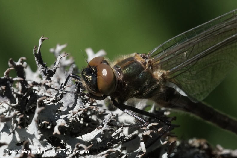 Cordulie bronzée  émergence (Cordulia aenea) Lac de lamoura (Jura 39) - 12 juin 2019 - Alain LEMAITRE.JPG