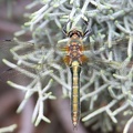 Cordulie bronzée (Cordulia aenea) Le grand Mont Sury le Comtal (Loire 42) - 7 mai 2021 - Alain LEMAITRE.JPG