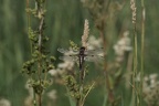 Libellula quadrimaculata