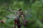 Libellula quadrimaculata