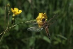 Libellula quadrimaculata