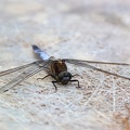 Orthetrum cancellatum