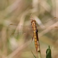 Orthetrum coerulescens