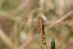 Orthetrum coerulescens