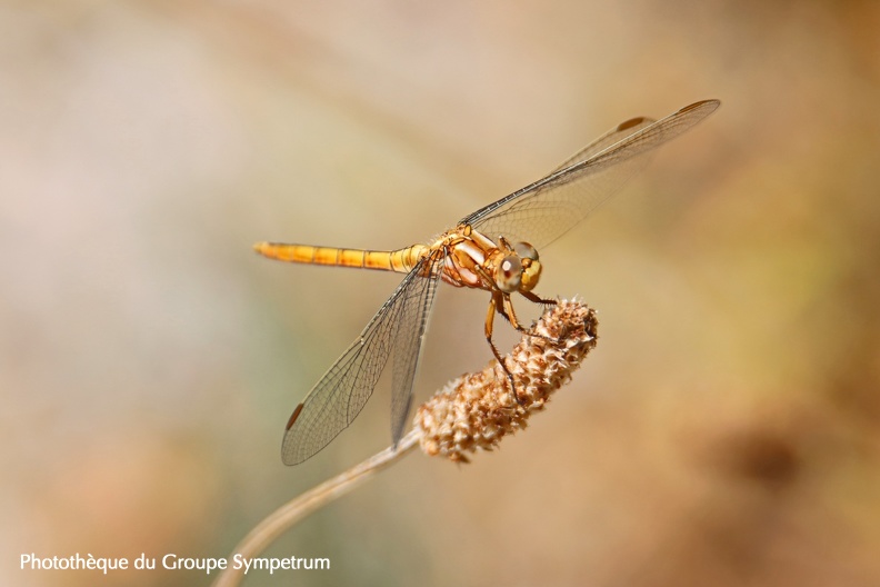 Orthétrum bleuissant ♂ jeune (Orthetrum coerulescens) RN des Ramières (Drôme 26) - 10 juillet 2022 - Alain LEMAITRE (4).jpg