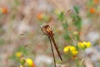 Orthetrum coerulescens
