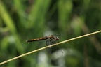 Sympetrum danae