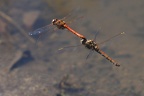 Sympetrum striolatum