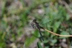 Sympetrum danae