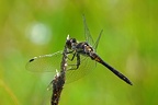 Sympetrum danae