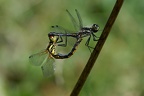 Sympetrum danae