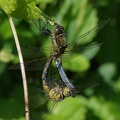 Orthetrum cancellatum