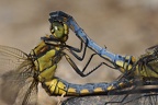 Orthetrum  cancellatum