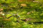 Anax imperator - Anax empereur