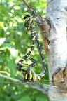 Cordulegaster boltonii 