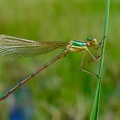 Lestes barbarus