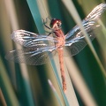 Sympetrum depressiusculum 