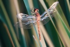 Sympetrum depressiusculum 