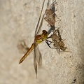 Sympetrum pedemontanum 