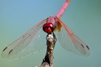 Trithemis annulata 