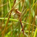 Orthetrum coerulescens - Orthétrum bleuissant  ♀ 