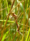 Orthetrum coerulescens - Orthétrum bleuissant  ♀ 