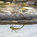 Aeshna mixta 