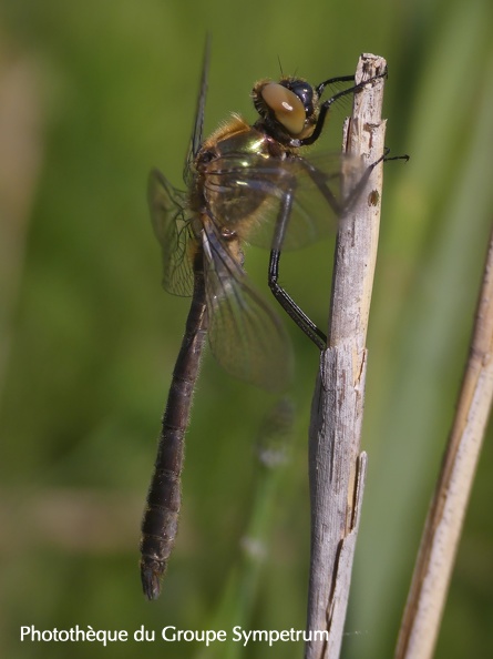 Cordulia aenea 