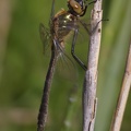 Cordulia aenea 