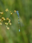 Coenagrion caerulescens 