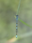Coenagrion caerulescens - mâle 