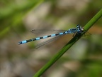 Coenagrion mercuriale - mâle
