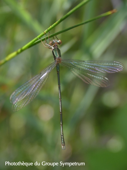 Chalcolestes viridis 