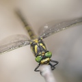 Cordulegaster boltonii