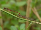 Ceriagrion tenellum