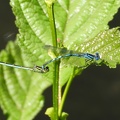 Naïade aux yeux bleus (Erythromma lindenii). ♂♀ Tandem.