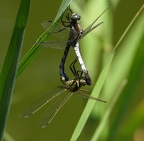 Orthétrum à stylets blancs (Orthetrum albistylum). ♂ ♀- Accouplement.