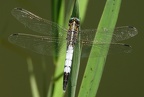 Orthétrum à stylets blancs (Orthetrum albistylum). ♂