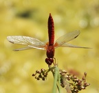 Crocothémis écarlate (Crocothemis erythraea). ♂