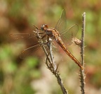 Orthétrum brun (Orthetrum brunneum). ♂ -  Immature