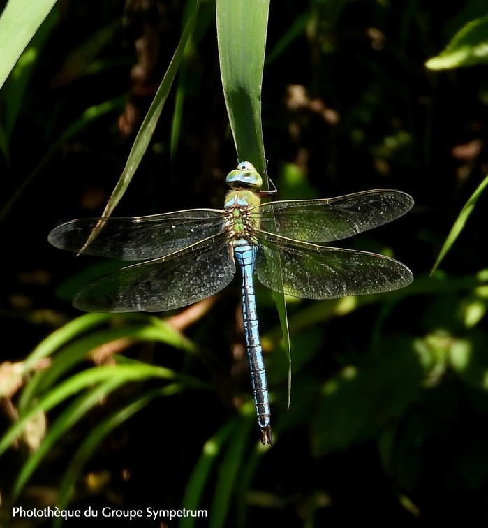 Anax empereur (Anax imperator). ♂