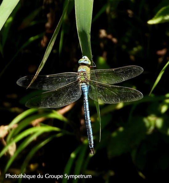 Anax empereur (Anax imperator). ♂