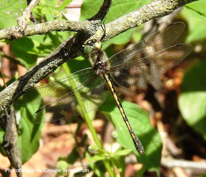 Cordulie à corps fin (Oxygastra curtisii). ♀