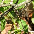 Cordulie à corps fin (Oxygastra curtisii). ♀