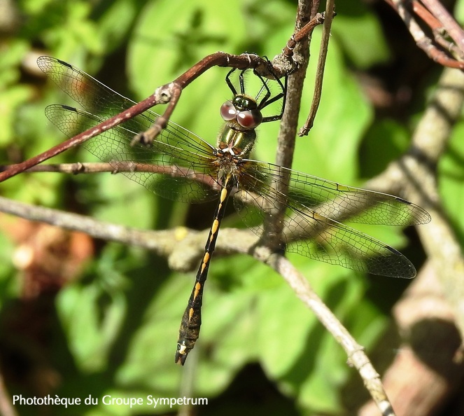 Cordulie à corps fin (Oxygastra curtisii). ♂