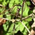 Cordulie à corps fin (Oxygastra curtisii). ♂