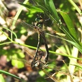 Cordulie à corps fin (Oxygastra curtisii). ♂♀  Accouplement.